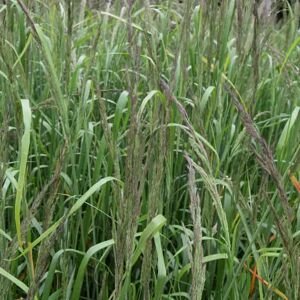 Calamagrostis × acutiflora 'Karl Foerster' ---